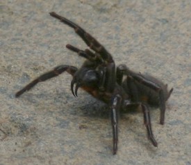 Male Sydney funnel web spider